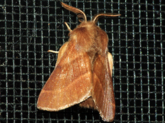 Western Tent Caterpillar Moth